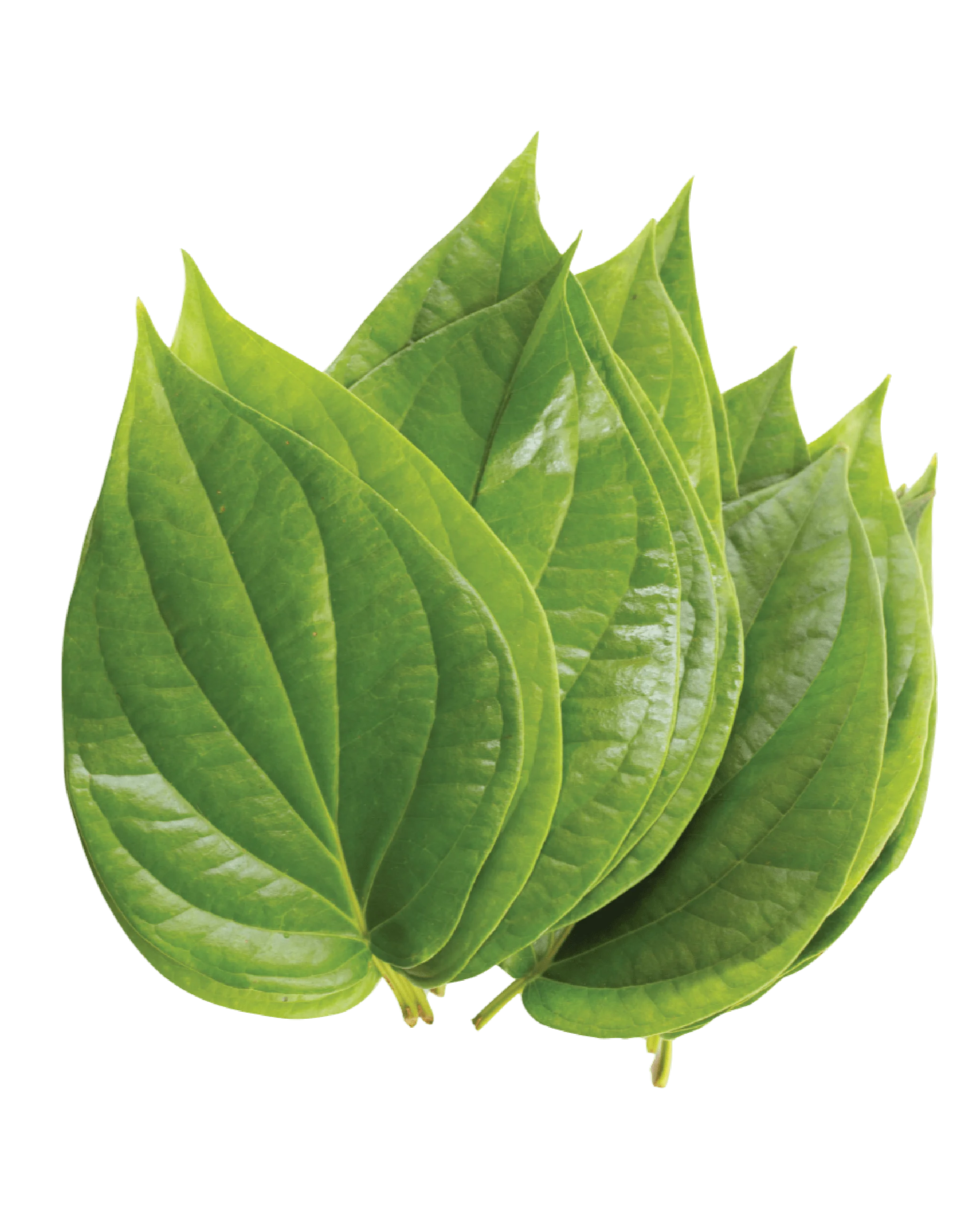 Paan Paan leaf (Bettle Leaf) 10Pcs 10Pcs